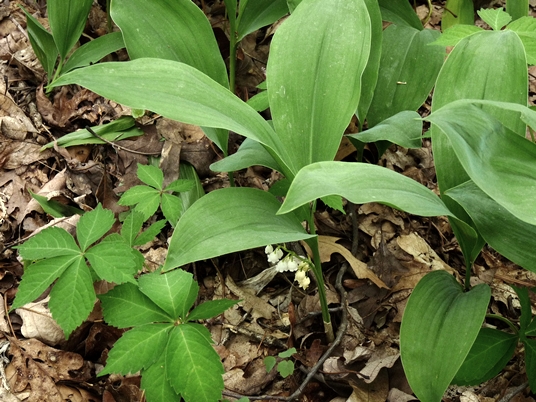 {Convallaria pseudomajalis}